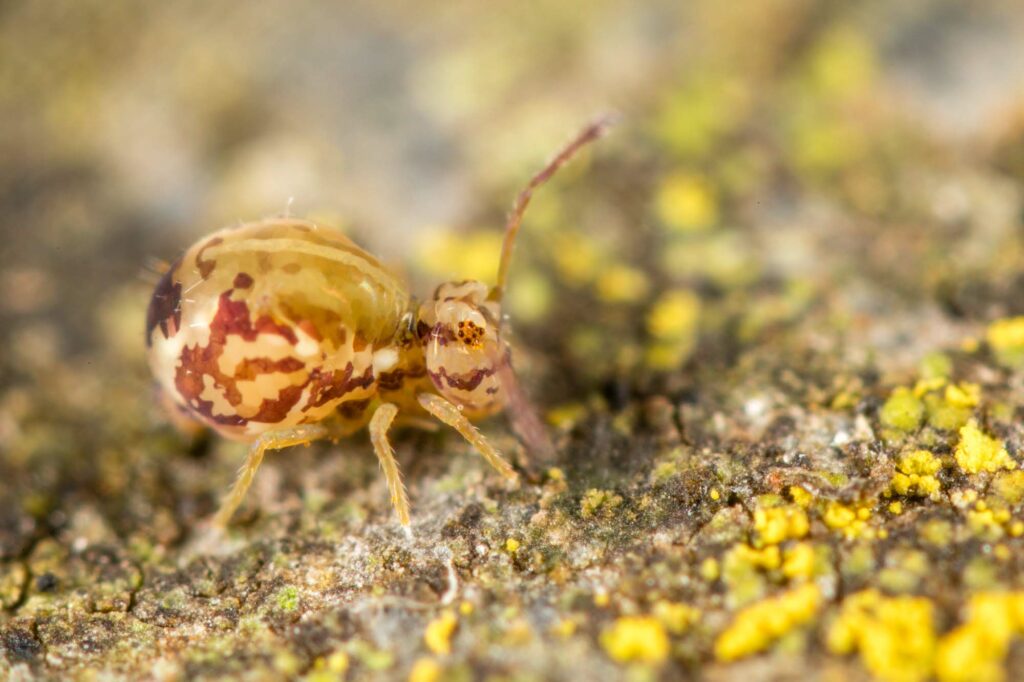 Jordanathrix nr superba collembola symphypleona
