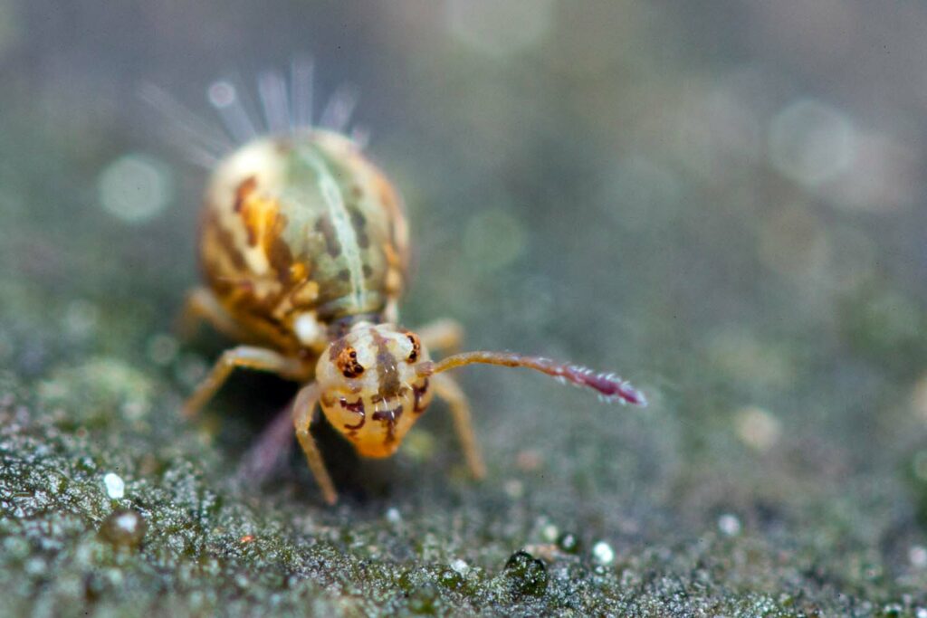 Jordanathrix sp.4 (nr superba) collembole Symphypleona observé en France