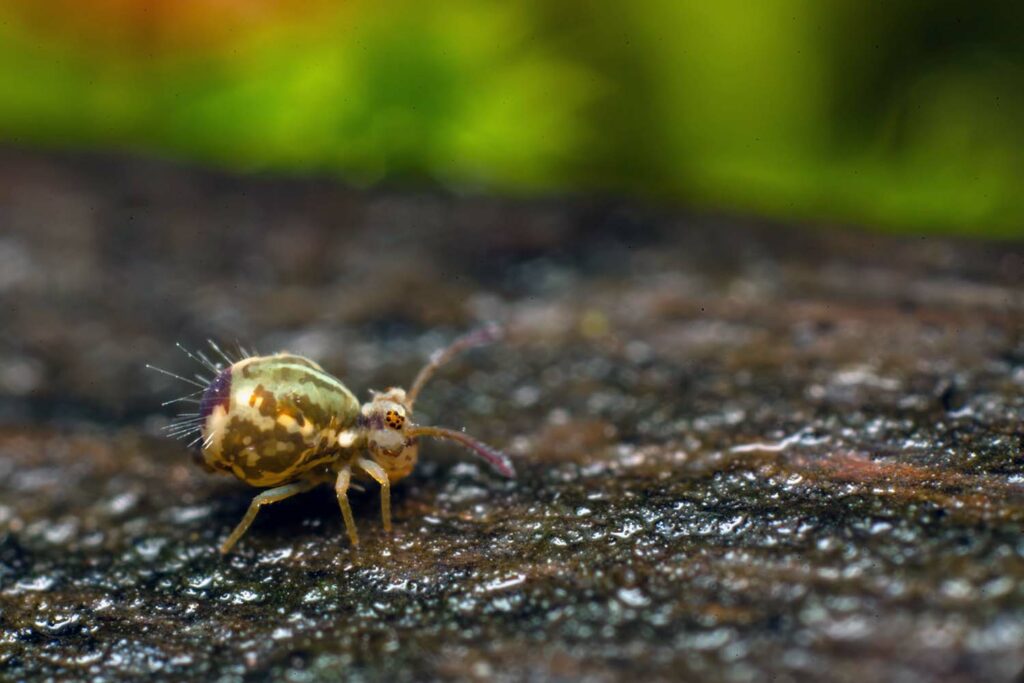 Jordanathrix sp 4 nr superba sur bois humide en janvier