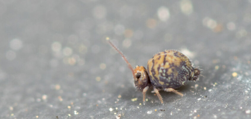 Cassagnaudiella cruciata