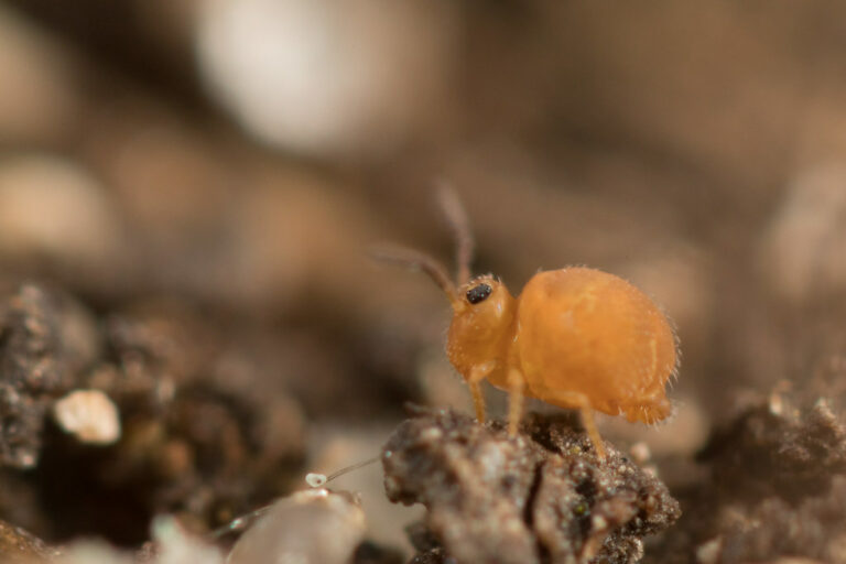 profil Cassagnaudiella luteovernalis male