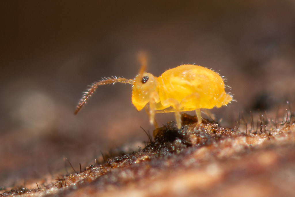 Deuterosminthurus sulfureus mâle profil