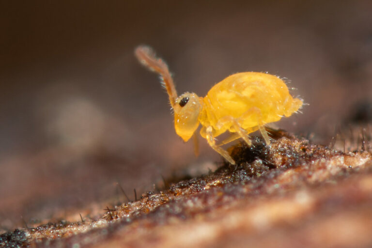 Deuterosminthurus sulfureus profil