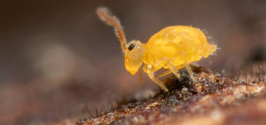 Deuterosminthurus sulphureus