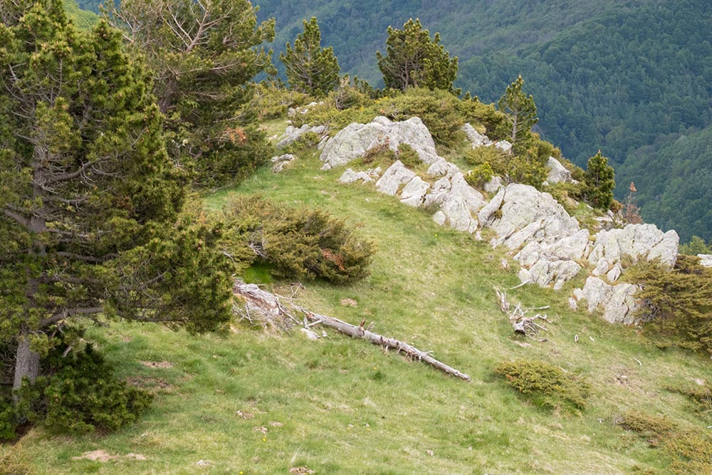Biotope montagnard de Cassagnaudiella luteovernalis