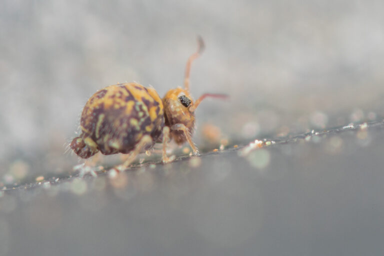 collembole Cassagnaudiella cruciata