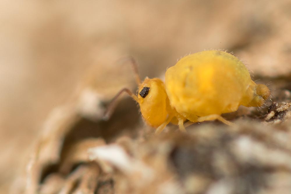 Cassagnaudiella luteovernalis jaune femelle