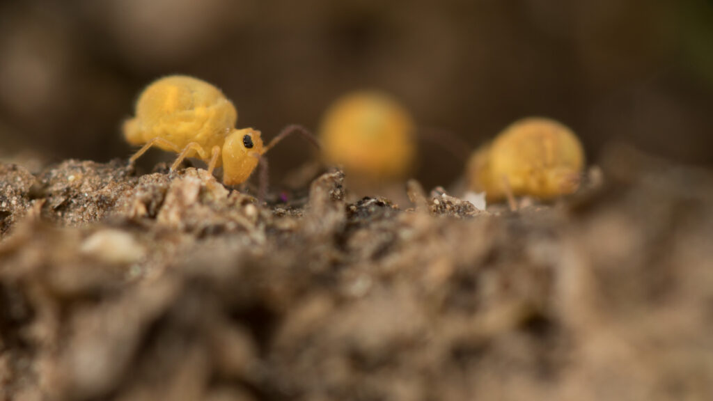 Cassagnaudiella luteovernalis, collembole jaune du printemps et de montagne