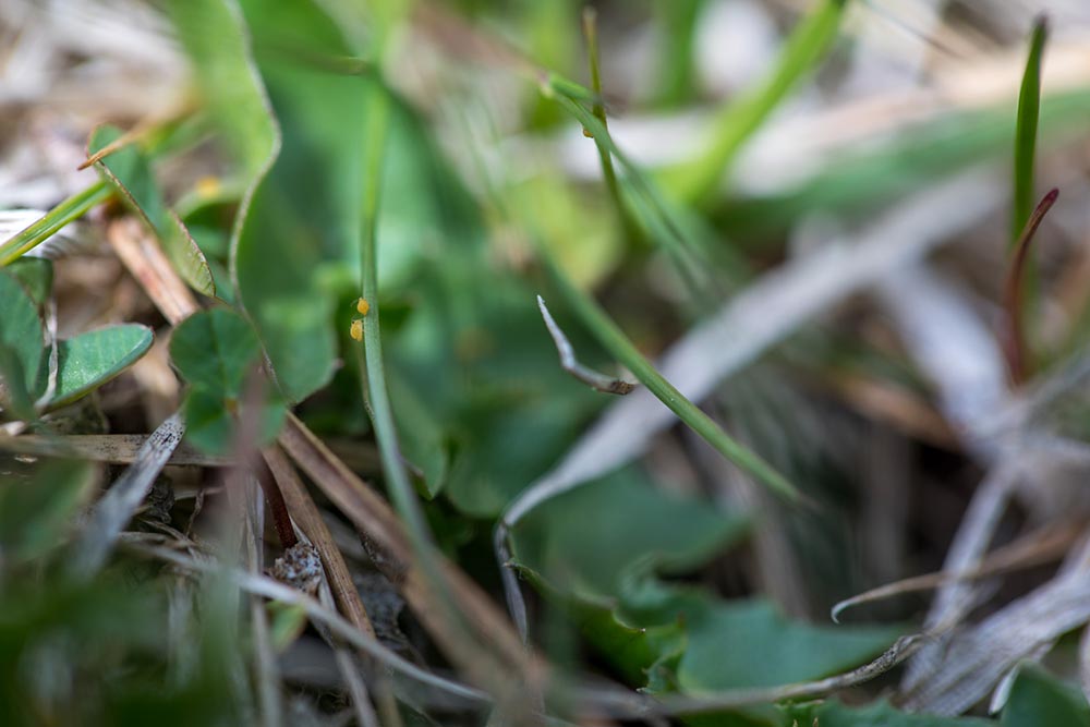 Collembole Cassagnaudiella luteovernalis dans son habitat (pelouse d'altitude)