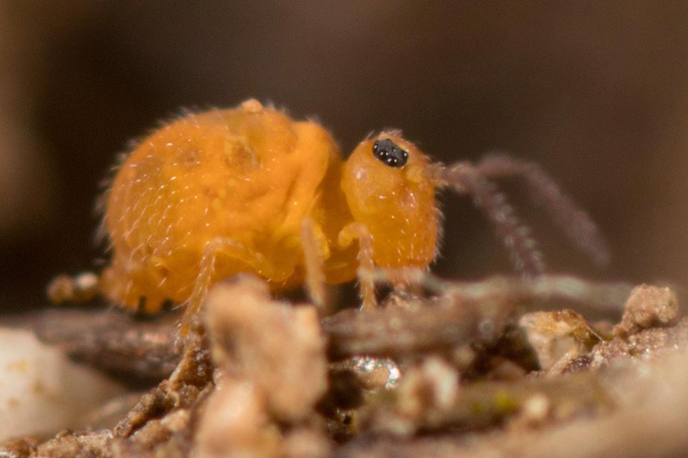 Cassagnaudiella luteovernalis mâle pattern unicolor orange ocre