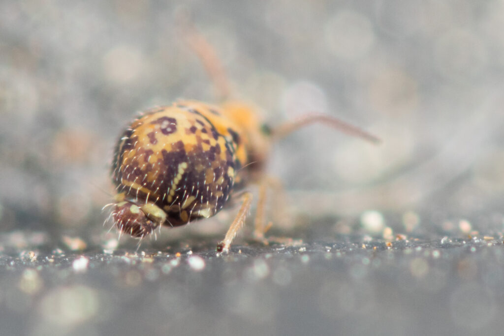 Vue caudale Collembole identification