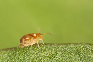 Collembole Deuterosminthurus fenyesi sur le feuillage d'herbe verte