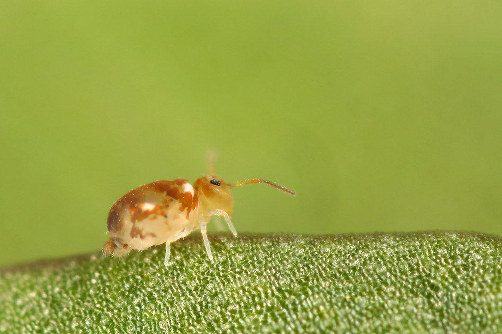 Collembole Deuterosminthurus fenyesi sur le feuillage d'herbe verte