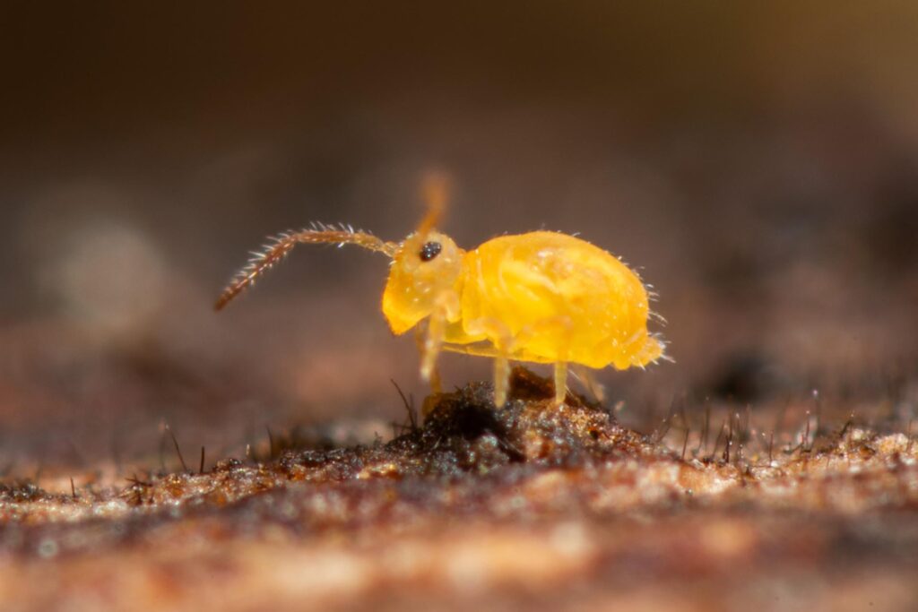 Collembole globuleux jaune rarement photographié Deuterosminthurus sulfureus