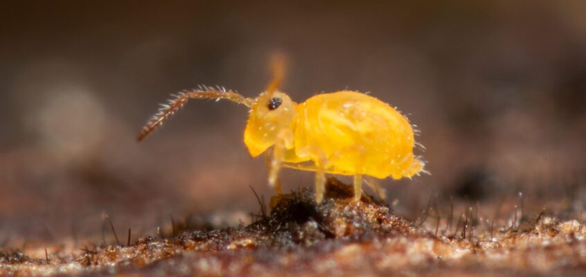 Deuterosminthurus sulphureus