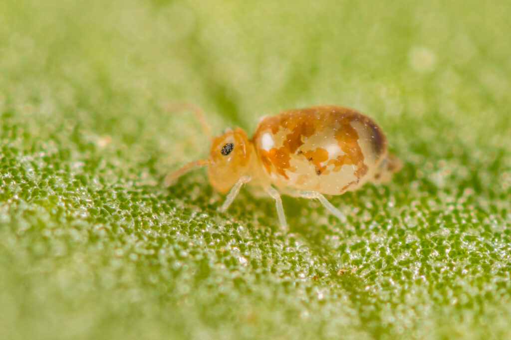 Collembole multicolor Deuterosminthurus fenyesi du sud des Pyrénées orientales
