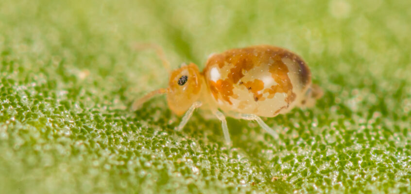 Deuterosminthurus pallipes f. fenyesi