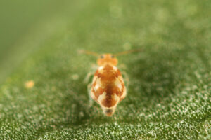 Vue caudale du collembole globuleux Deuterosminthurus pallipes fenyesi