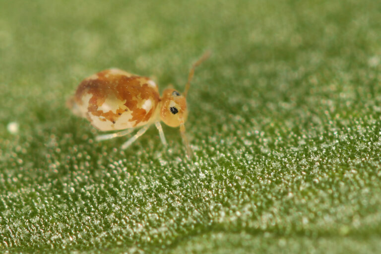 motif à patch orange sur fond blanc jaune très clair de Deuterosminthurus maculatus (syn) par Nayrolles