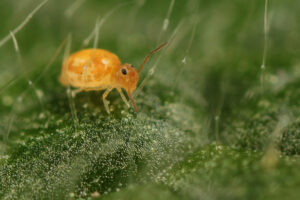 Deuterosminthurus pallipes fenyesi variante pale