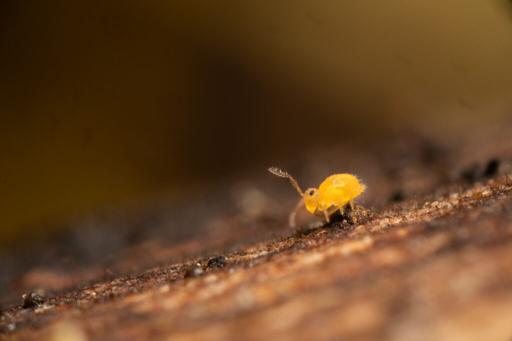 Deuterosminthurus sulphureus mâle sur la litière humide en milieu boisé