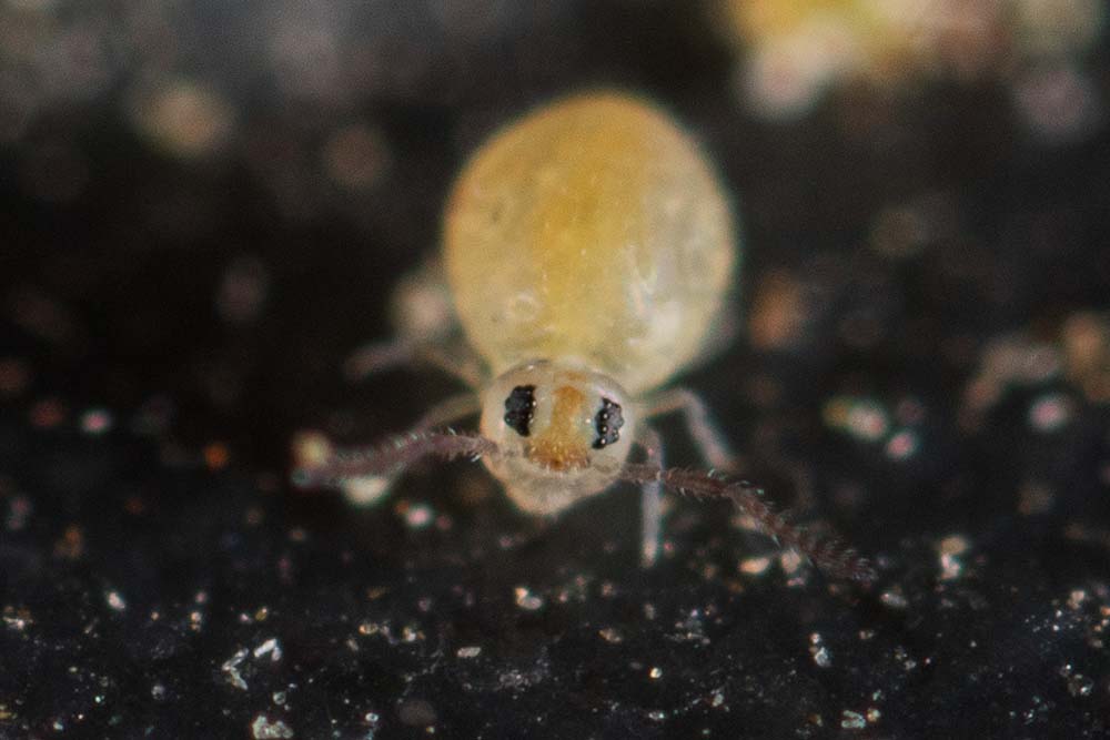 face view type F. cassagnaui