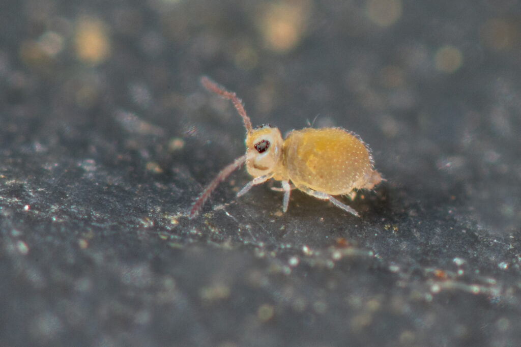 Collembole rare Fasciosminthurus cassagnaui