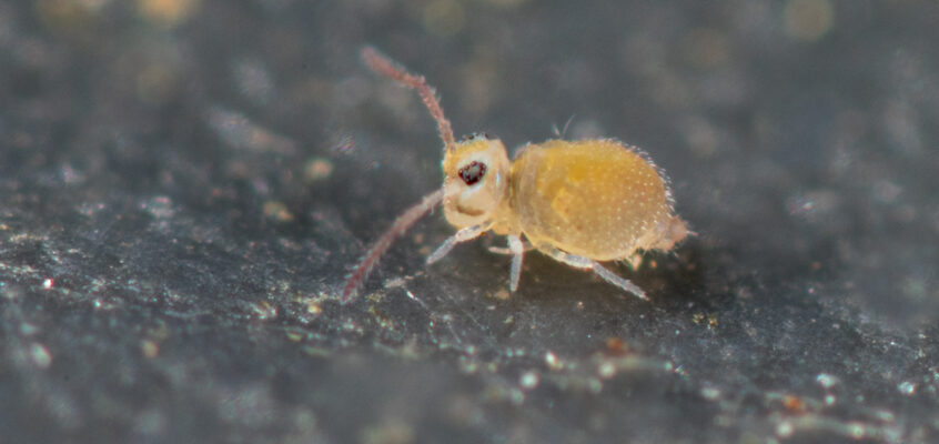 Fasciosminthurus cassagnaui