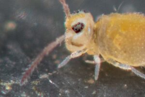 détail d'identification collembole