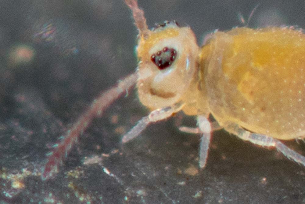détail d'identification collembole
