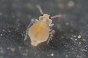 Fasciosminthurus cassagnaui identification