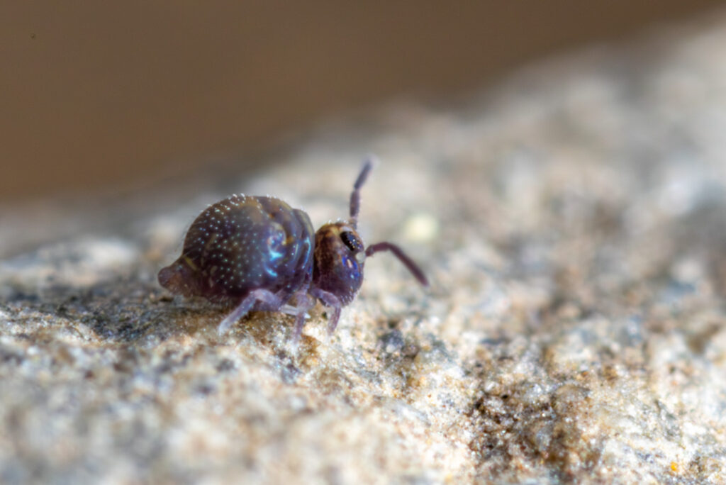 Collembole Cassagnaudiella cadiensis (male from spain)