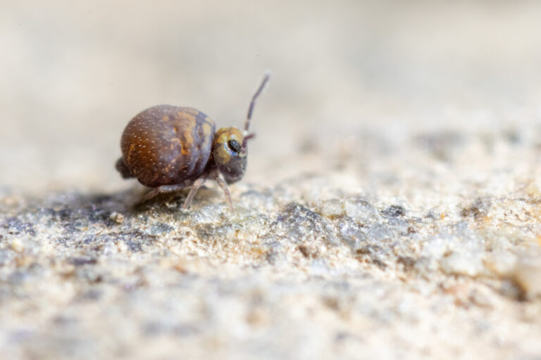 Collembole Cassagnaudiella cadiensis (Espagne)