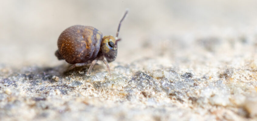 Cassagnaudiella cadiensis