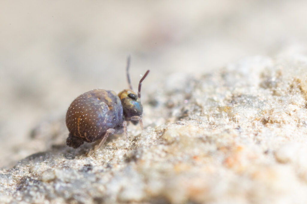 Femelle Cassagnaudiella cadiensis