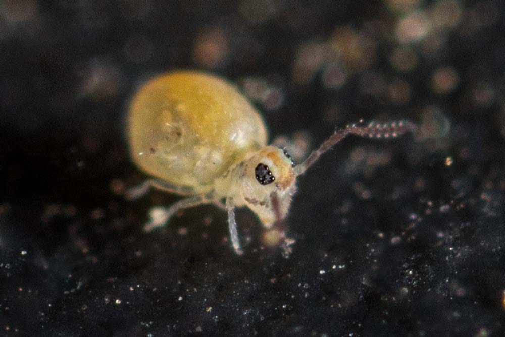 Fasciosminthurus cassagnaui Nayrolles 1994