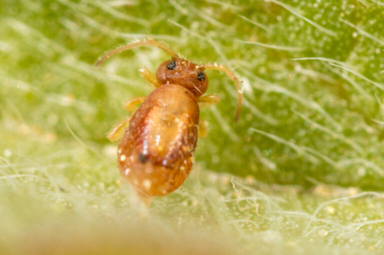 Spatulosminthurus flaviceps collembola