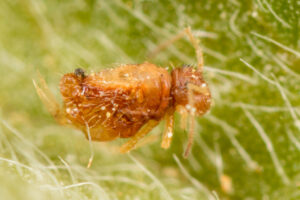 Collembole Spatulosminthurus flaviceps ?