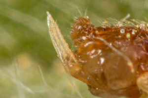 Furcula