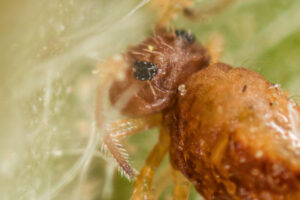 ocelli collembole vue morphologique