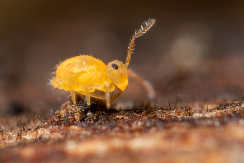 Male Deuterosminthurus sulphureus Auvergne Cantal