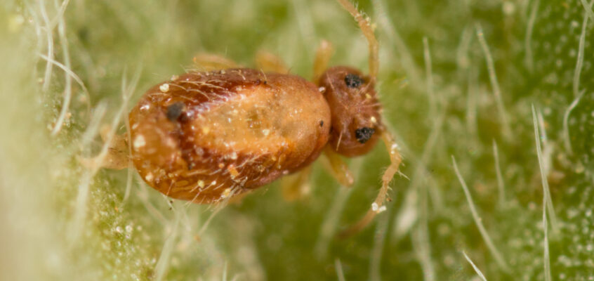 Spatulosminthurus flaviceps ornata