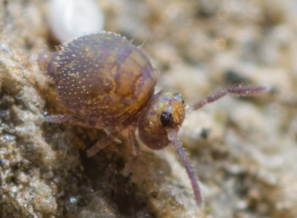 drosal view pattern Cassagnaudiella cadiensis