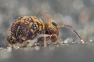 vue latérale et détail Ant4