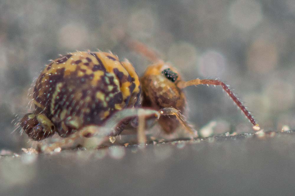 vue latérale et détail Ant4
