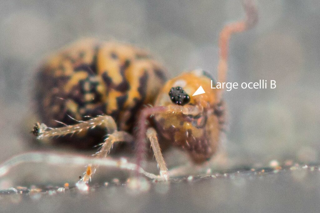 vue ocelli B Cassagnaudiella cruciata