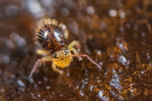 Collembole Symphypleona Caprainea marginata echinata dark