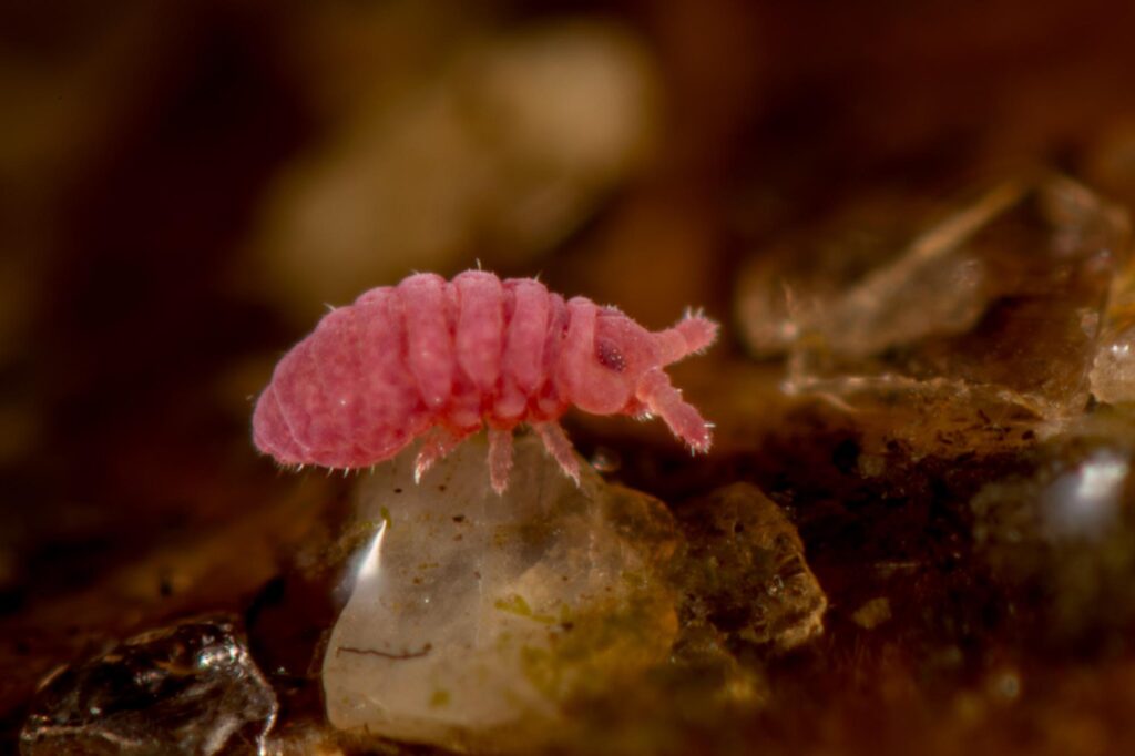 Brachystomella parvula ollembole poduromorphe rose litière forestière