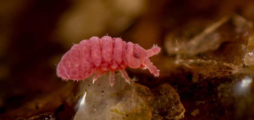 Brachystomella parvula