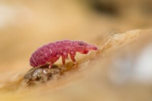 Brachystomella parvula profil latéral de ce collembole poduromorphe rose sur substrat argileux